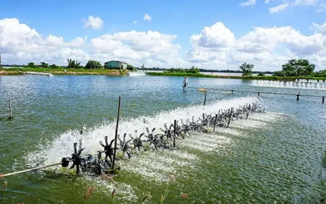 Hướng dẫn chi tiết cách xử lý nước ao cá bị ô nhiễm hiệu quả