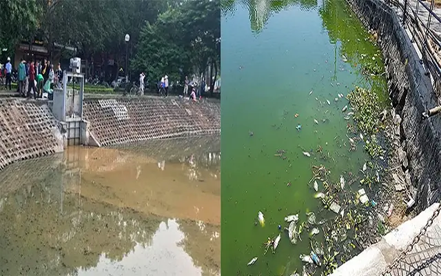 Hướng dẫn chi tiết cách xử lý nước ao cá bị ô nhiễm hiệu quả