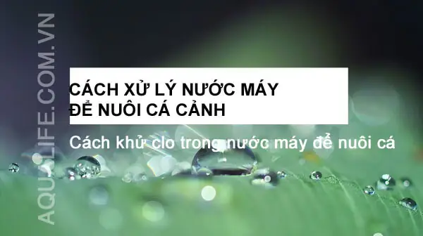 Hướng Dẫn Chi Tiết Cách Xử Lý Nước Nuôi Cá Cảnh Khoẻ Mạnh