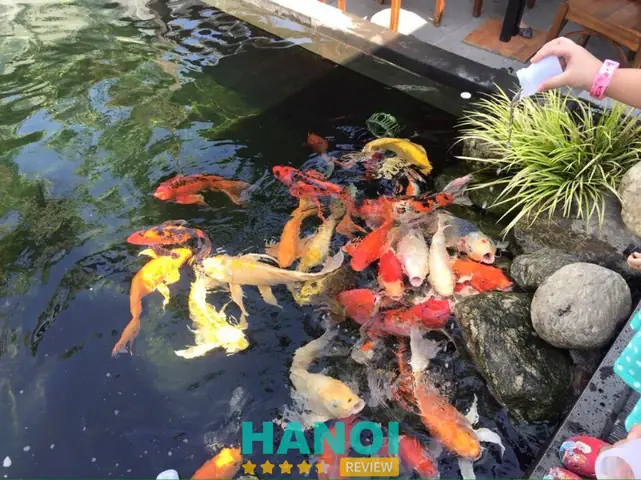 10 Quán Cafe Cá Hà Nội Độc Đáo: Trải Nghiệm Thư Giãn Tuyệt Vời