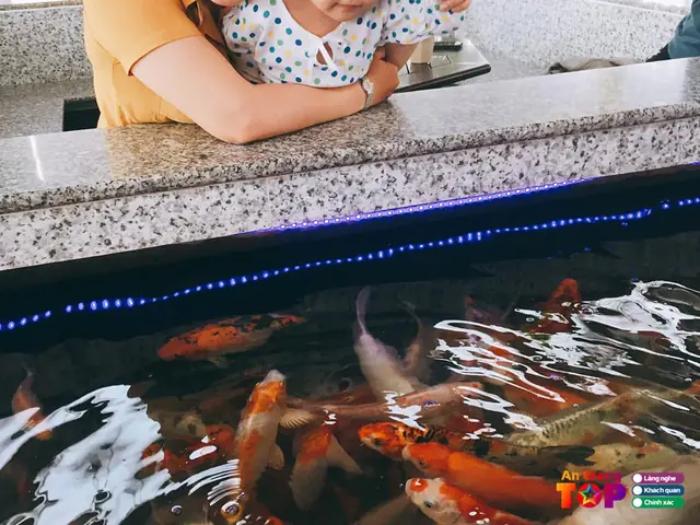 Khám Phá Top 6 Quán Cafe Cá Koi An Giang: Trải Nghiệm Thư Giãn Độc Đáo