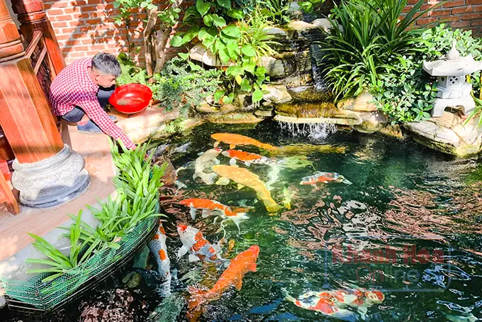 Khám phá cafe cá koi Cam Lâm: Những không gian thư giãn đáng đến