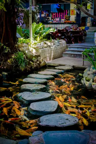 cafe cá koi nha trang