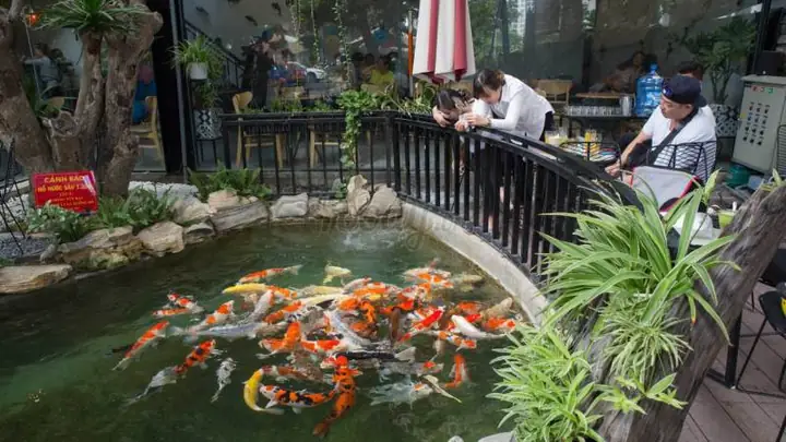 cafe cá koi nha trang