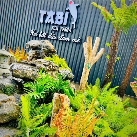 Cafe Cá Koi Vũng Tàu: Khám Phá Những Quán Đáng Ghé Nhất