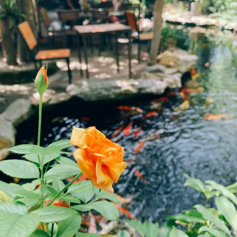 Cafe Cá Koi Vũng Tàu: Khám Phá Những Quán Đáng Ghé Nhất