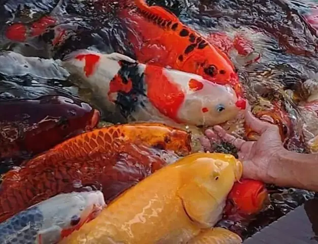 Hướng Dẫn Toàn Diện Cải Tạo Hồ Cá Koi Hiệu Quả và Bền Vững