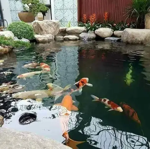 Hướng Dẫn Toàn Diện Cải Tạo Hồ Cá Koi Hiệu Quả và Bền Vững