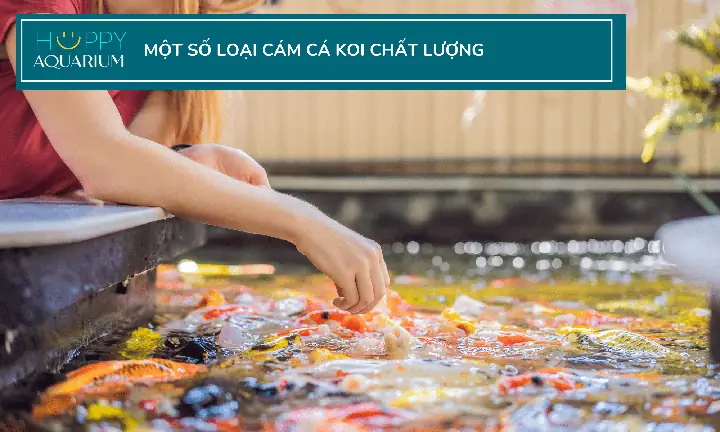 Cám Cá Koi Giá Rẻ: Những Rủi Ro Tiềm Ẩn Và Cách Lựa Chọn Thông Minh