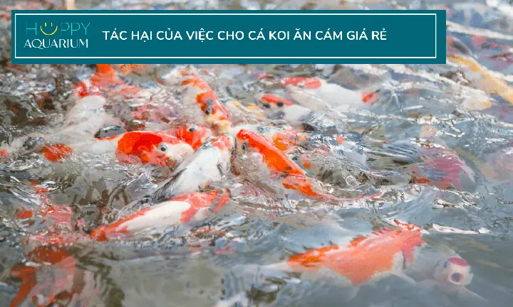 Cám Cá Koi Giá Rẻ: Những Rủi Ro Tiềm Ẩn Và Cách Lựa Chọn Thông Minh