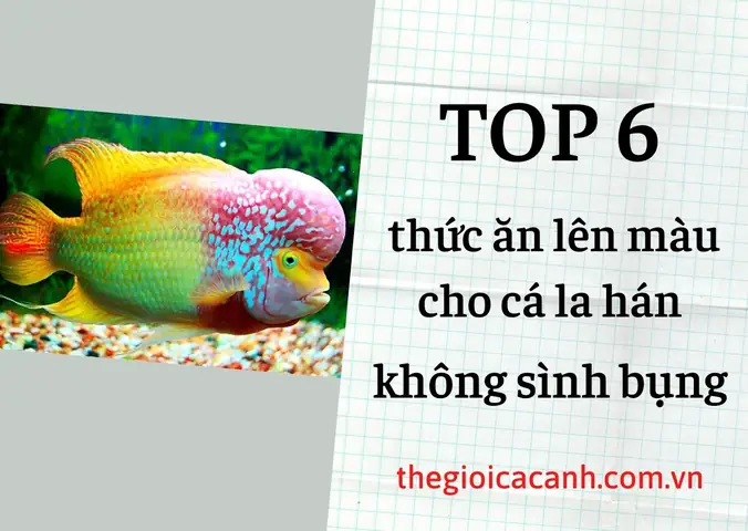 Cám Cá La Hán: Hướng Dẫn Chọn Và Sử Dụng Tối Ưu Cho Cá Khỏe Mạnh