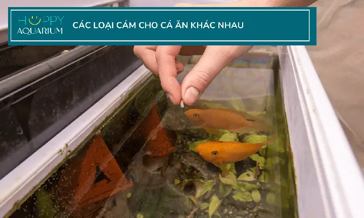 Cẩm Nang Chi Tiết Về Cám Cho Cá Ăn: Chọn Lựa & Sử Dụng Đúng Cách