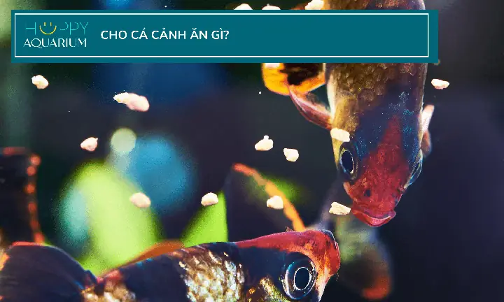 Cẩm Nang Chi Tiết Về Cám Cho Cá Ăn: Chọn Lựa & Sử Dụng Đúng Cách