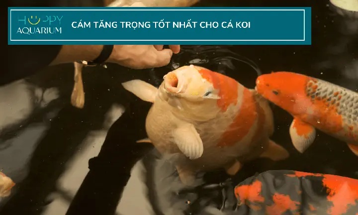 Cám Tăng Trọng Cho Cá: Hướng Dẫn Chọn Lựa Và Cách Dùng Chuẩn?