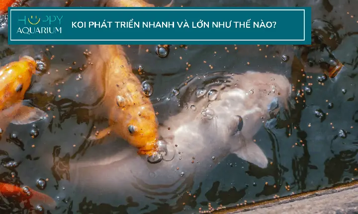 Cám Tăng Trọng Cho Cá: Hướng Dẫn Chọn Lựa Và Cách Dùng Chuẩn?