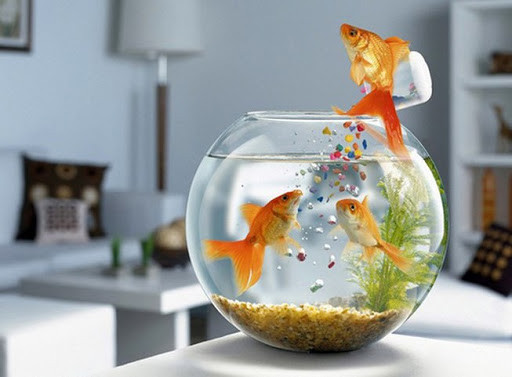 Cận cảnh một chú cá Vàng đang há miệng đớp khí ở mặt nước, dấu hiệu thiếu oxy