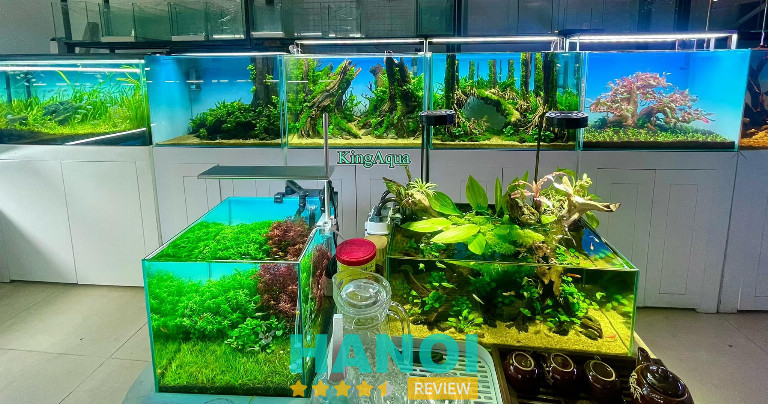 Cảnh quan hồ thủy sinh mang vẻ đẹp tự nhiên, hấp dẫn.