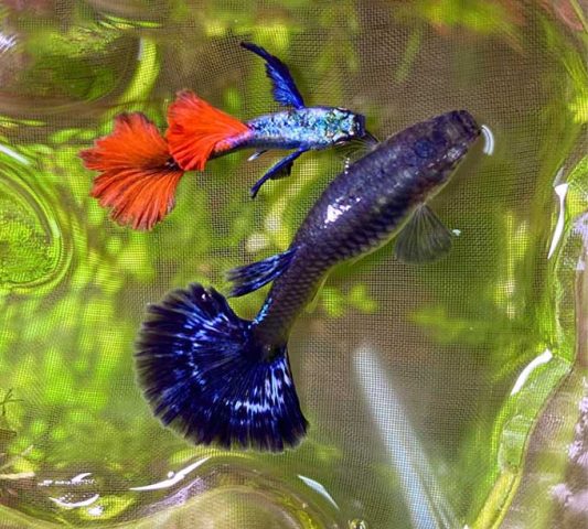 Cặp cá bảy màu mái Dumbo Red Tail đang bơi