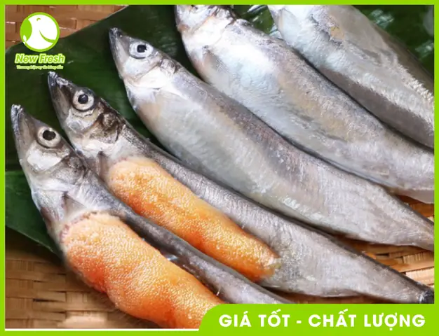 Capelin Là Cá Gì? Khám Phá Đặc Điểm Và Giá Trị Của Chúng