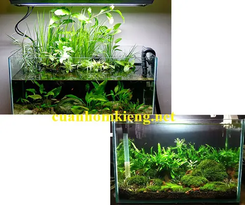 Hướng Dẫn Chi Tiết Cách Cắt Kính Hồ Cá Tại Nhà An Toàn