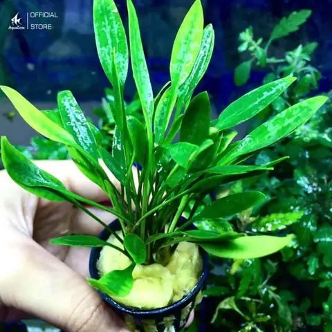 cây thủy sinh bể cá