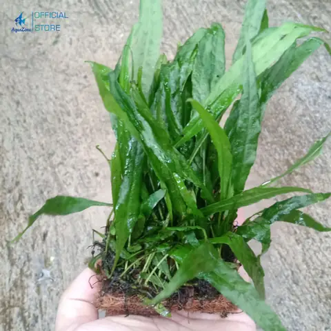 cây thủy sinh bể cá