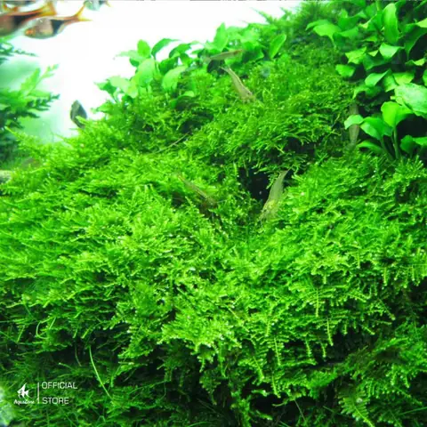 cây thủy sinh bể cá