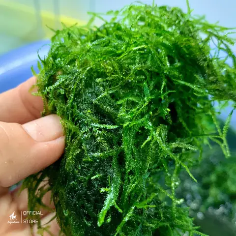 cây thủy sinh bể cá