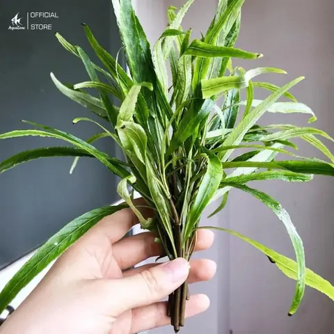 cây thủy sinh bể cá