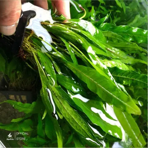 cây thủy sinh bể cá