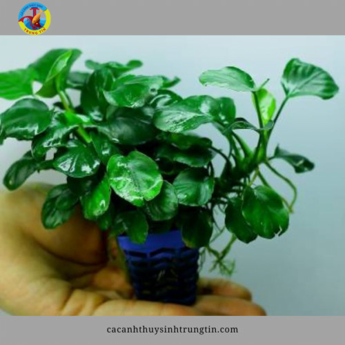 Cây thủy sinh Ráy Nana