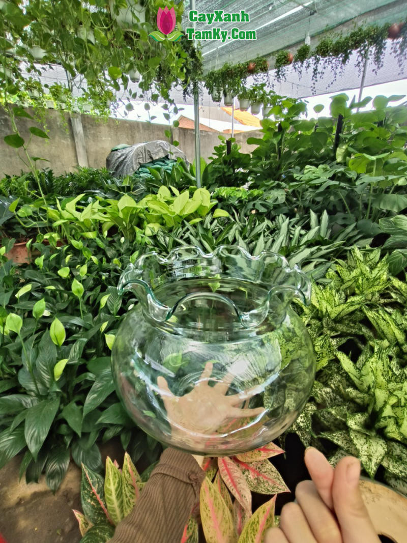 Cây thủy sinh và cá cảnh Tam Kỳ hài hòa
