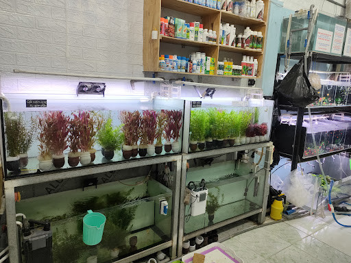 Cây thủy sinh và nền cho bể cá tại cửa hàng Phụ kiện thủy sinh Quận 7