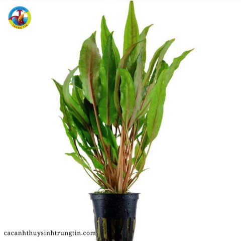 Cây tiêu thảo lá dài trong môi trường thủy sinh tươi tốt, tạo không gian xanh cho cá cảnh