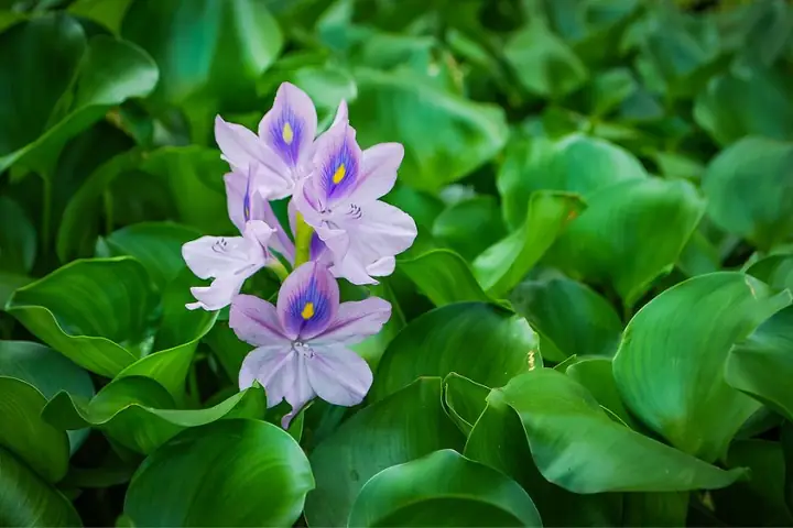 15 Loại Cây Trồng Trong Hồ Cá Ngoài Trời Đẹp và Dễ Chăm Sóc