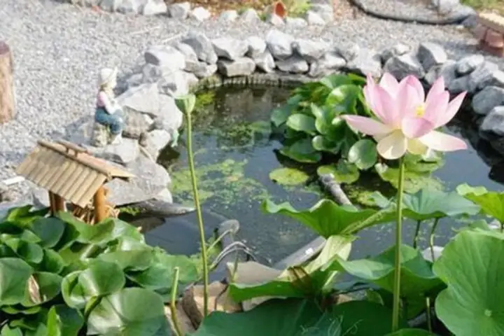 15 Loại Cây Trồng Trong Hồ Cá Ngoài Trời Đẹp và Dễ Chăm Sóc