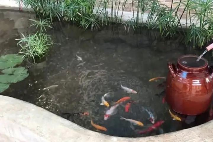 15 Loại Cây Trồng Trong Hồ Cá Ngoài Trời Đẹp và Dễ Chăm Sóc