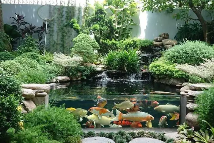15 Loại Cây Trồng Trong Hồ Cá Ngoài Trời Đẹp và Dễ Chăm Sóc