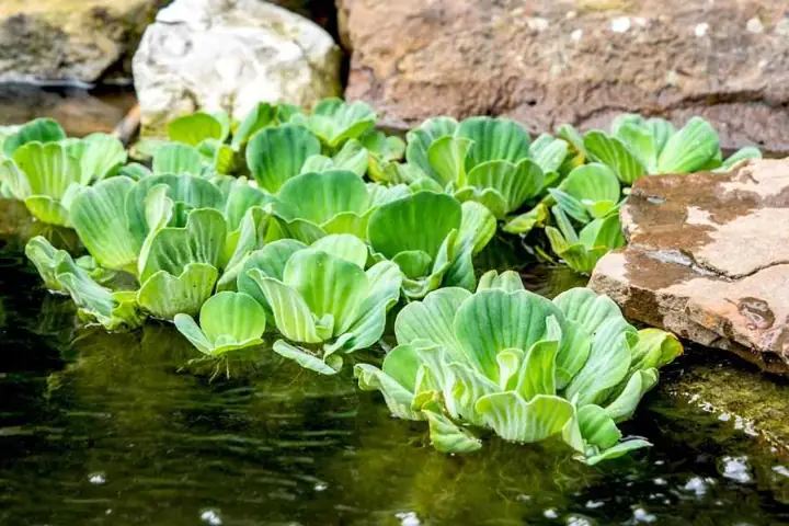 15 Loại Cây Trồng Trong Hồ Cá Ngoài Trời Đẹp và Dễ Chăm Sóc