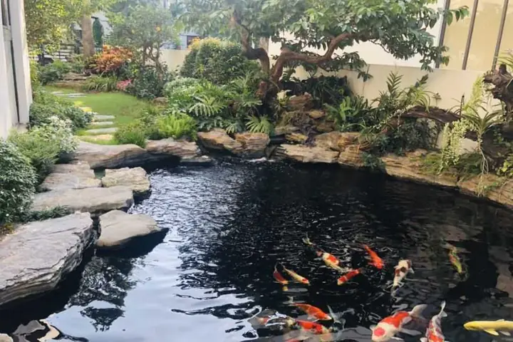 15 Loại Cây Trồng Trong Hồ Cá Ngoài Trời Đẹp và Dễ Chăm Sóc