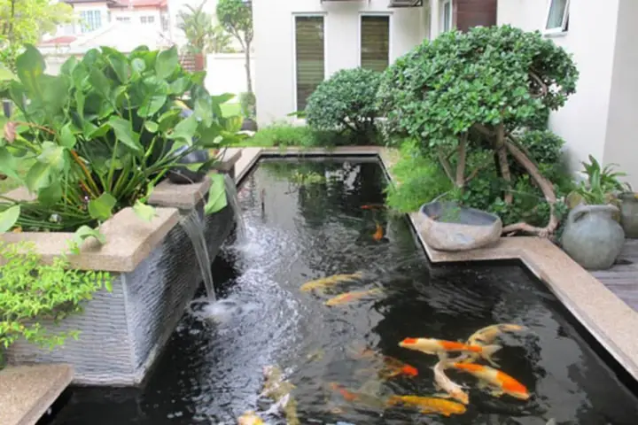 15 Loại Cây Trồng Trong Hồ Cá Ngoài Trời Đẹp và Dễ Chăm Sóc