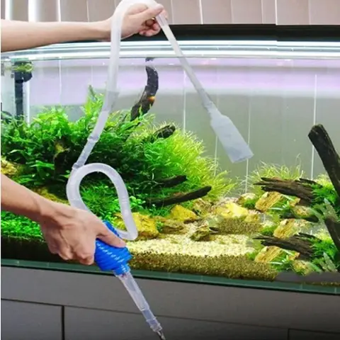 Chăm sóc cá Lia Thia: Hướng dẫn kỹ thuật nuôi cá khỏe, lên màu đẹp