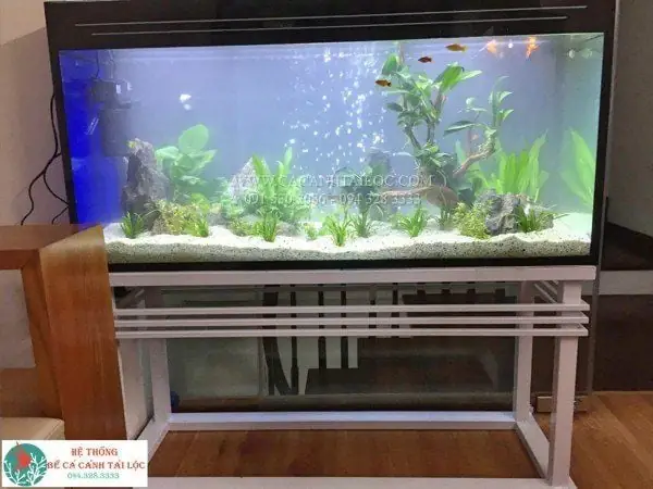 Chân Bể Cá Bằng Sắt: Ưu Nhược Điểm Và Cẩm Nang Toàn Diện Chân Bể Cá Bằng Sắt: Ưu Nhược Điểm Và Cẩm Nang Toàn Diện