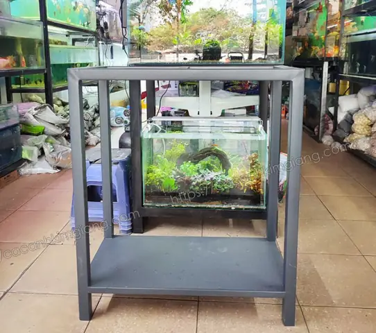 Chân Hồ Cá 1m2: Tiêu Chí Lựa Chọn Và Các Mẫu Phổ Biến
