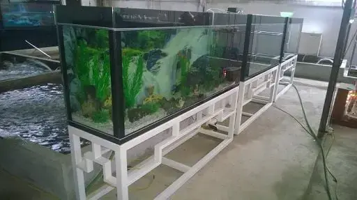 Khám Phá Các Mẫu Chân Hồ Cá Đẹp, Bền Vững và Hợp Phong Thủy