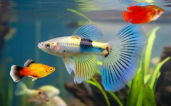 Cách lựa chọn và sử dụng sưởi bể cá an toàn