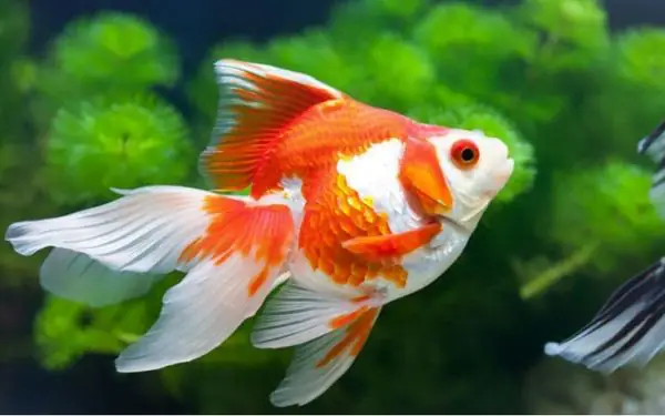Tranh 3D Cho Bể Cá Thủy Sinh: Điểm Nhấn Hoàn Hảo Cho Không Gian