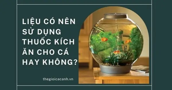 Chất Kích Thích Cá Ăn: Hiểu Rõ Công Dụng và Nguy Cơ Tiềm Ẩn