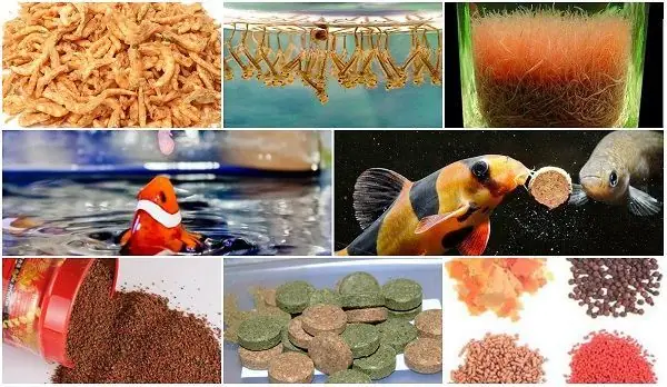 Chất Kích Thích Cá Ăn: Hiểu Rõ Công Dụng và Nguy Cơ Tiềm Ẩn