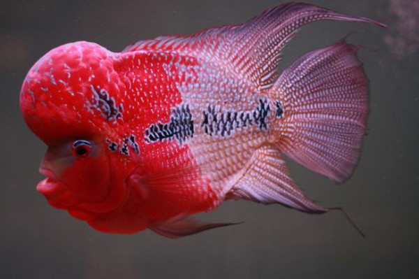Châu bệt hoành tráng trên thân cá la hán Red Kamfa